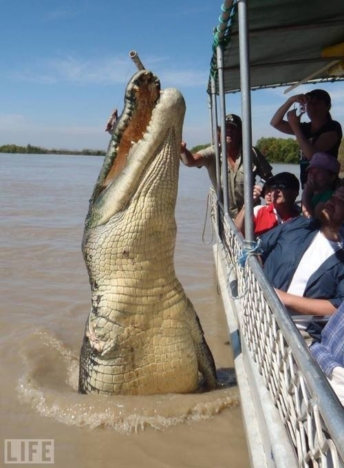 Photo:  Monster Crocodile, Adelaide River, Australia